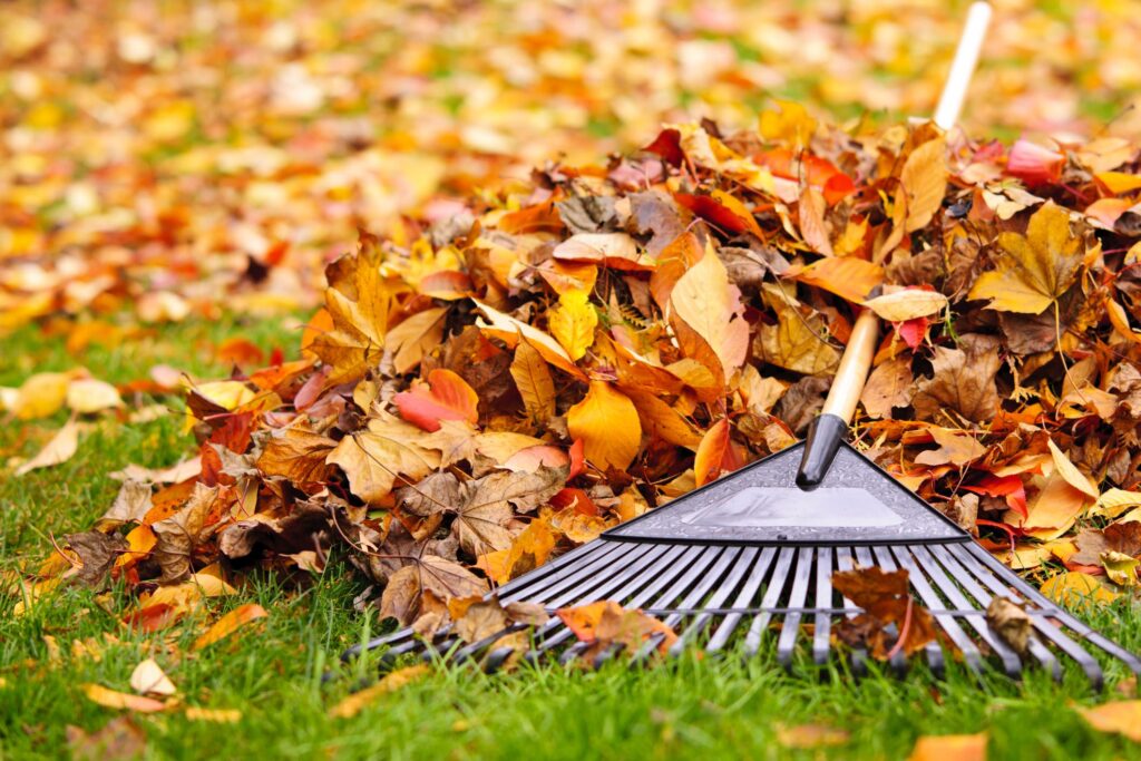 leaves with a rake