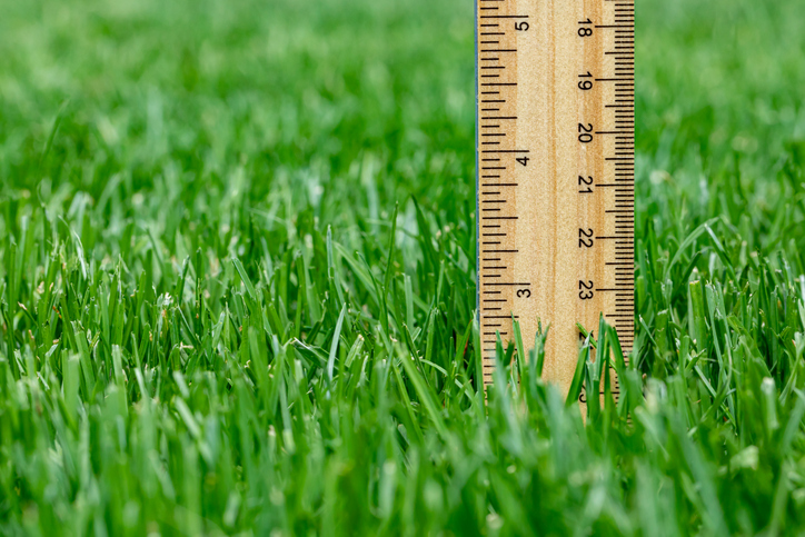 measuring height of grass