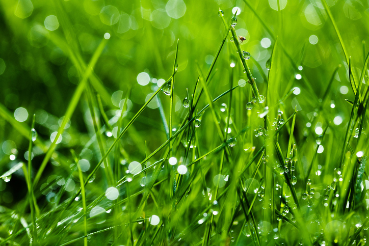 wet grass
