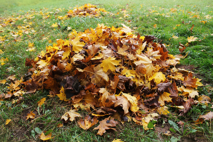 pile of leaves