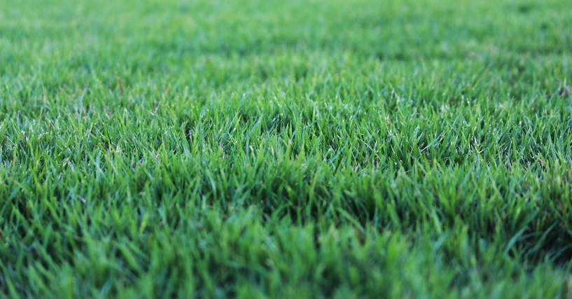 green grass